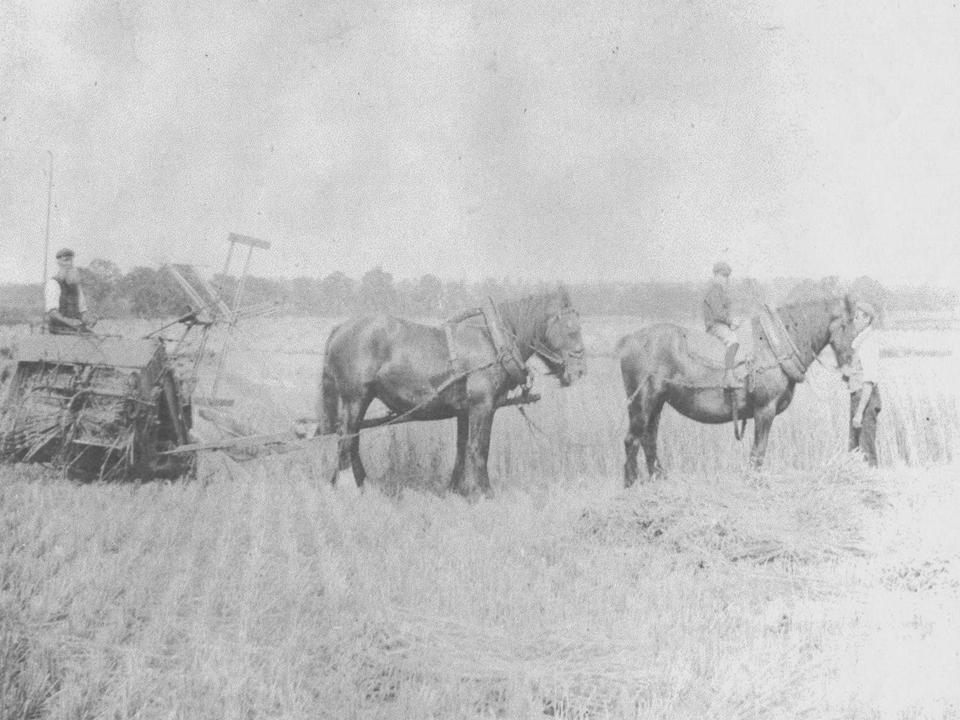 Ploughing at Boughton
